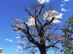 横河電機の桜