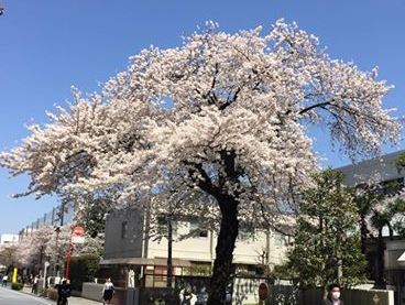 横河電機の桜