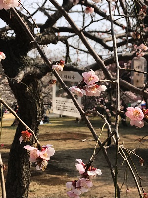 大宮梅まつり