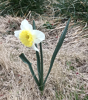 花見