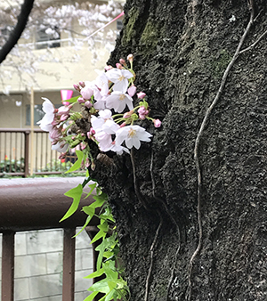 花見