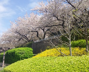 東京スカイツリー