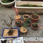 植替え後