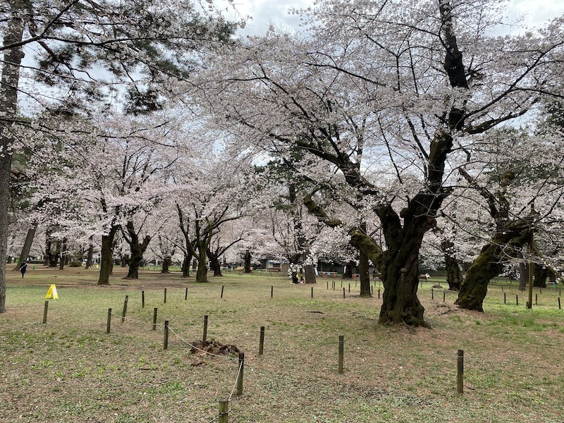 大宮公園